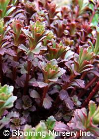 Sedum spurium 'Voodoo'